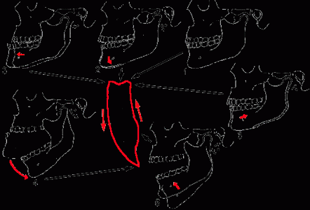 Traiettorie della masticazione