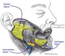 Xerostomia - Riduzione della secrezione salivare