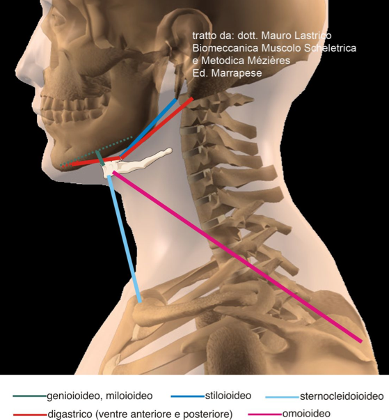 FRENULO LINGUALE CORTO E POSTURA COLONNA VERTEBRALE (Dolori cervicali, Fisioterapia, FRENULECTOMIA laser )