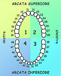 200px-Numerazione_dentaria.jpg