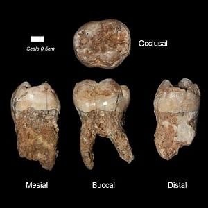 L'uomo inquinava già 400mila anni fa. Lo dicono i suoi denti